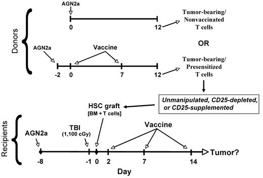 Figure 1. Overall experimental design. Syngeneic A/J donor mice (Donors) were subcutaneously inoculated with 105 live AGN2a cells. The tumor-bearing mice were then either not vaccinated or vaccinated with 2 × 106 irradiated AGN2a-4P vaccine cells subcutaneously at the indicated time points (days). Tumor-bearing recipients (Recipients) were treated with 1100 cGy TBI and 1 day later received intravenous transplantation of 5 × 106 donor bone marrow cells supplemented with unmanipulated T cells, CD25-depleted T cells, or donor T cells containing excess numbers of CD25+ cells. Vaccines (irradiated AGN2a-4P cells) were administered to recipients at the indicated time points.
