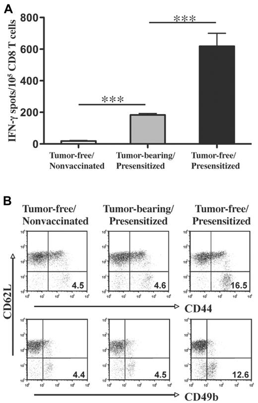 Figure 2. CD8+ T cells from tumor-bearing mice have impaired antitumor effector function as compared with CD8 T cells harvested from tumor-free mice. A/J mice were inoculated subcutaneously with 105 live AGN2a cells (tumor-bearing) or PBS (tumor-free) in the hind flank. Vaccinated (Presensitized) mice were given 2 × 106 irradiated AGN2a-4P vaccine cells on days 0 and 7, as shown at the top of Figure 1. Five days after the second vaccination (day 12), spleens were harvested for in vitro analyses. (A) Splenic CD8+ T cells were purified by immunomagnetic cell sorting, and examined in IFN-γ ELISPOT assays using live AGN2a cells as stimulators. Shown is a representative of 2 independent experiments in which the CD8 T cells were pooled from 3-5 individual mice. ***P < .001 when tumor-bearing results were compared with tumor-free results. (B) CD8+ splenocytes were analyzed for expression of CD44, CD49b, and L-selectin by flow cytometry. Data are representative of at least 3 separate experiments.