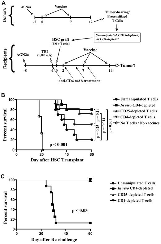 Figure 6. Ex vivo depletion of CD25+ cells from HSC grafts had the same impact on survival as in vivo CD4 cell depletion, but CD25 cell depletion did not compromise memory to tumor antigens. (A) Experimental design. (B) Survival curves are shown for mice given donor T cells (normalized to 1 × 106 CD8 T cells per recipient for all experimental groups) presensitized to tumor antigens that were either unmanipulated or depleted of CD25+ or CD4+ cells ex vivo using immunomagnetic sorting. Some mice given unmanipulated T cells were treated with in vivo–depleting anti-CD4 mAb (250 μg intraperitoneally) on days −1, 2, 5, and 8. A group of mice given bone marrow only (no T cells or vaccines) was included as a control. (C) Tumor-free survivors from the experiment in panel B were rechallenged with 105 live AGN2a tumor cells at day 60 after HSC transplantation and followed for another 60 days. The data were combined from 2 independent experiments, and the survival curves were compared using the log-rank test.