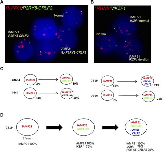 Figure 3. FISH evidence that P2RY8-CRLF2, IKZF1, and PAX5 are secondary events to iAMP21 and a putative model showing the clonal architecture of sample 7219. (A) Five interphase nuclei from patient 7219 hybridized with a probe targeting RUNX1 (red), which detects the multiple copies of this gene that defines iAMP21, and a probe targeting CSF2RA and IL3RA, centromeric to CRLF2, which when deleted indicates the presence of P2RY8-CRLF2 (green). The example shows evidence of clonal heterogeneity; populations of iAMP21-positive cells both with and without P2RY8-CRLF2 are indicated. (B) Three interphase nuclei from patient 7219 hybridized using the same RUNX1 probe (red) and a probe for IKZF1 (green) showing iAMP21-positive cells both with and without the IKZF1 deletion. (C) Examples showing data indicating subclonal architecture in 3 patients: 20684, 7219, and 4444. In patients 7219 and 20684, 9% and 6% of cells, respectively, had amplification of RUNX1 with no deletion of IKZF1, whereas 79% and 89%, respectively, showed an IKZF1 deletion. In patient 4444, 83% of cells had amplification of RUNX1 with no PAX5 deletion, whereas 10% of cells showed the deletion. The major clone (53%) detected in patient 7219 showed iAMP21 without P2RY8-CRLF2, whereas 39% showed the P2RY8-CRLF2 fusion. These observations provide evidence that these events are secondary to iAMP21. (C) Putative model predicting the temporal order of events in the diagnostic sample from patient 7219; apparent linear architecture with 3 populations indicating that iAMP21 is the primary event, followed by deletion of IKZF1 and the presence of P2RY8-CRLF2, is shown.