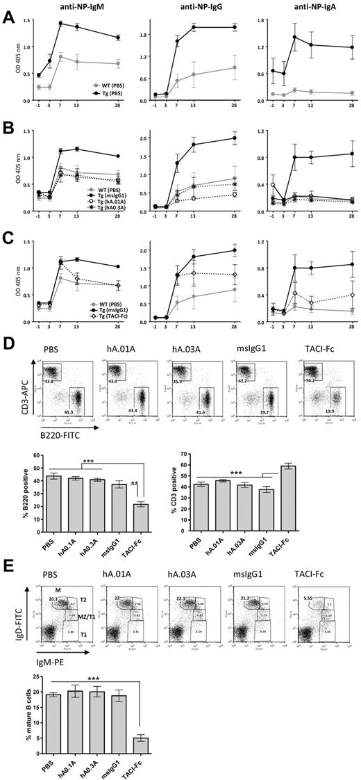 Figure 3. hAPRIL.01A and hAPRIL.03A decrease thymus-independent type II antibody responses in APRIL transgenic mice without affecting the splenic B-cell compartment. Mice (5 per group) were immunized with NP-Ficoll at day 0 and treated with the indicated proteins for 1 month from the start of injection. Anti–NP-specific antibody titres (IgM-IgG-IgA) were measured by ELISA at the indicated time points. (A) Anti-NP antibody titres in APRIL-Tg and WT littermates treated with PBS. (B) Effect of hAPRIL.01A and hAPRIL.03A on anti-NP antibody titers in APRIL-Tg mice. (C) Effect of TACI-Fc on anti-NP antibody titres in APRIL Tg mice. Please note: Some of the control lines are shown in multiple figures. The TACI-Fc and antibody inhibition were performed within one experiment, but are shown in separate graphs for clarity. Y-axis represents OD measured in the ELISA and therefore represents a relative measure of NP-specific antibodies. (D) Representative FACS profiles (and relative histograms) to show the percentage of T (CD3 positive) and B (B220 positive) lymphocytes in the spleen of APRIL Tg mice treated with the indicated proteins. (E) Splenocytes from the same mice were also screened for different B-cell subsets: M indicates mature; MZ, marginal zone; T2, transitional 2; and T1, transitional 1 B cells. Percentages of mature B cells are plotted on the histogram. ***P < .001, **P < .01, 1-way ANOVA.
