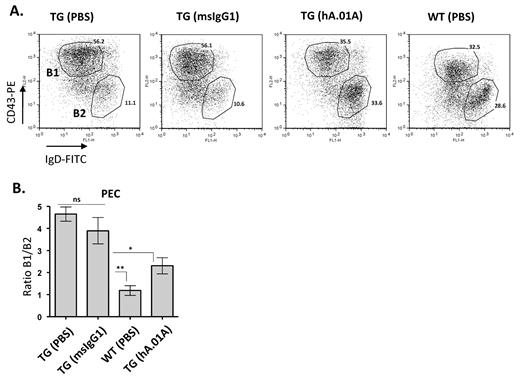 Figure 4. hAPRIL.01A blocks Peritoneal B1 B-cell expansion Eight- to 9-week-old mice (n = 5) were treated intraperitoneally once a week for 3 months with 100μg (in 100 μL of PBS) with the indicated proteins and subsequently analyzed for their lymphocyte composition in the peritoneal cavity. (A) Representative scatter plots in which Peritoneal Exudates Cells (PECs) of 5-month-old mice were stained for IgD (FITC) and CD43 (PE) to discriminate B1 and B2 B cells. T cells were gated out using CD3 (antigen-presenting cell). (B) Bar graph showing the average of B1 B-cell expansion (%B1/%B2). **P < .01, *P < .05, 1-way ANOVA.