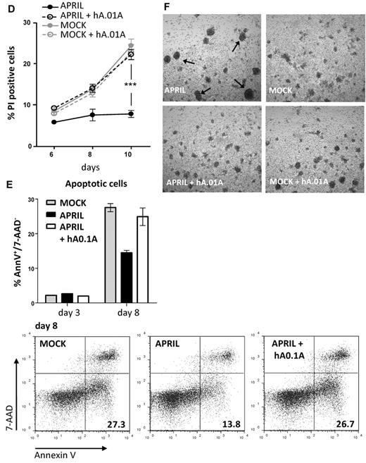 Figure 5. hAPRIL0.1A prevents APRIL binding to lymphoma cell lines and its survival effect on peripheral blood–derived CLL cells. (A) Five different lymphoma cell lines are shown to bind APRIL (black line) and this effect is blocked by hAPRIL0.1A (black dashed line). (B) The highest TACI/BCMA expressing cell lines (RAJI and L363, supplemental Figure 2) were screened for receptor detection after 24 hours incubation in the absence or presence of FLAG-hAPRIL. Loss of receptor detection after FLAG-hAPRIL stimulation is fully prevented when hAPRIL.1A is added to the overnight culture. (C) TACI and BCMA in cytosine guanine dinucleotide treated CLL (CLL 2, supplemental Figure 3) are down-regulated by the binding of FLAG-hAPRIL. hAPRIL.01A (hA.01A) blocks FLAG-hAPRIL binding and therefore blocks receptor down regulation of TACI and BCMA. BR-3 is taken along as a nonAPRIL binding control. (D) cytosine guanine dinucleotide treated CLL cells expressing both TACI and BCMA (CLL 2, supplemental Figure 3) were cultured in the absence or presence of FLAG-hAPRIL and tested for cell survival at different time-points. The effect of hAPRIL.01A was analyzed on control (MOCK) and FLAG-hAPRIL treated cells (APRIL). Each sample was analyzed in triplicate; ***P < .001 1-way ANOVA; error bars = SD. (E). Apoptosis of CLL cells measured after 3 and 8 days in the absence or presence of APRIL and in the presence of APRIL plus hAPRIL01.A. Apoptosis is measured using annexinV staining and counterstaining for dead cells (late apoptotic) with 7-AAD. (F). Representative pictures (magnified 5×) of the cells treated as indicated in panel D. Experiments (A-C) are accompanied by histograms that represent the relative mean fluorescence intensity (MFI) determined by the ratio between the background and the specific MFI. Basal value (MFI = 1) is pointed out by the gray dotted line.