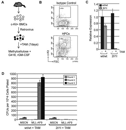 Figure 1. DOT1L is required for MLL-AF9-induced transformation in vitro. (A) Diagram of the procedure used for in vitro analysis. (B) Bone marrow cells were stained with rat IgG2a-APC isotype control to identify c-Kit-negative population or rat antimouse c-Kit-APC. c-Kit+ cells were sorted using a BD FACSAria II instrument. (C) RT-qPCR analysis of DOT1L expression level, normalized to Gapdh, after 7 days of TAM treatment (250nM final concentration) demonstrates efficient recombination. Mouse genotype is indicated. (D) Serial methylcellulose colony replating assay shows that MLL-AF9 fails to transform HPCs in the absence of DOT1L. An equal number of cells transduced with empty vector MSCN or MLL-AF9 were plated at each round and colony forming units (CFUs) counted after 7 to10 days. Experiment was performed 3 times and presented as average number of CFUs with standard deviation (SD).