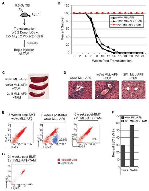 Figure 2. DOT1L is required for MLL-AF9–mediated leukemogenesis in vivo. (A) Diagram of the BMT procedure to examine the effect of DOT1L depletion on the establishment of AML by MLL-AF9–transformed cells in vivo. TAM treatment began at 3 weeks after transplantation. (B-G) In vivo deletion of DOT1L prevents MLL-AF9–mediated acute leukemia development. (B) Kaplan-Meier plot showing survival of transplanted mice treated and untreated with TAM. Median survival of wt/wt MLL-AF9–transplanted mice without TAM = 7 weeks (n = 17) and wt/wt MLL-AF9 transplanted mice treated with TAM = 7 weeks (n = 14). All 2lox/1lox MLL-AF9–transplanted mice treated with TAM (n = 18) survive at least 24 weeks after transplantation. (C) Representative image of spleens harvested from transplanted mice at 6 weeks after transplantation show splenomegaly in wt/wt MLL-AF9 transplanted mice (n = 3 per group). (D) Representative H&E staining of liver tissue sections at 6 weeks after transplantation show leukemic infiltration in wt/wt MLL-AF9 transplanted mice (n = 3 per group). (E) Donor cells depleted of DOT1L are absent in recipient bone marrow. Representative images showing FACS analysis of bone marrow cells isolated from transplanted mice (n = 3 per group). Donor MLL-AF9 cells are Ly5.2+ (blue) while recipient/protector cells are Ly5.1+/Ly5.2+ (red). (F) Percentage of MLL-AF9 LCs present in recipient bone marrow at 6 and 9 weeks after transplantation as determined by FACS analysis (n = 3 per group). (G) No transformed donor cells are detected by FACS analysis of peripheral blood obtained from 2lox/1lox MLL-AF9+TAM mice at 24 weeks after transplantation. Representative image from 1 of 6 mice analyzed.
