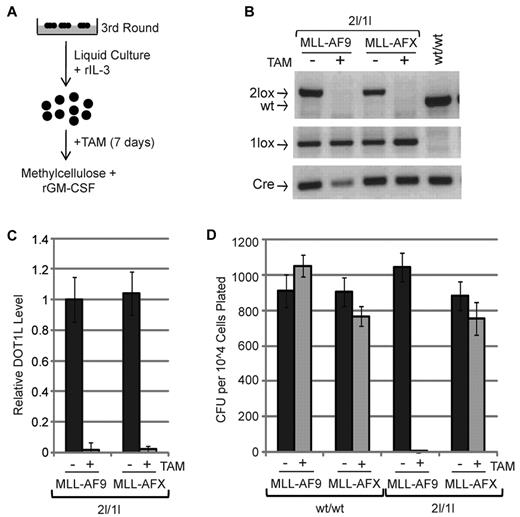 Figure 3. MLL-AF9 cells require DOT1L to maintain transformation in vitro. (A) Diagram of the procedure analyzing role of DOT1L in maintaining transformation in vitro. (B) Genotyping to verify efficient Cre-mediated recombination of DOT1L2lox conditional allele. (C) RT-qPCR analysis of DOT1L expression level in 2lox/1lox MLL-AF9 cells, normalized to Gapdh, after 7 days of TAM treatment (250nM final concentration) demonstrates efficient recombination. (D) DOT1L is required for maintaining MLL-AF9 transformation but not for MLL-AFX. Methylcellulose colony formation assay after TAM treatment of transformed cells. Equal number of cells were plated and average numbers of CFUs from 3 independent experiments are shown. Error bars represent SD.