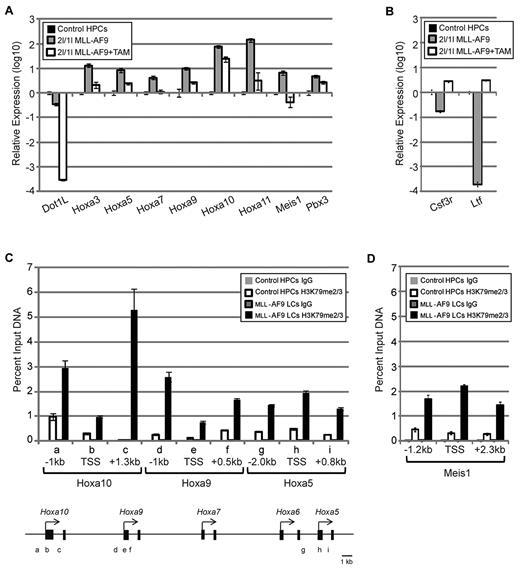 Figure 6. DOT1L directly regulates expression of Hoxa and Meis1 genes in MLL-AF9–transformed cells. (A) RT-qPCR analysis shows up-regulation of Hoxa cluster and their cofactors Meis1 and Pbx3, normalized to Gapdh, in MLL-AF9–transformed cells, which become down-regulated on DOT1L deletion. (B) RT-qPCR analysis shows down-regulation of myeloid differentiation markers, normalized to Gapdh, in MLL-AF9–transformed cells, which become up-regulated on DOT1L deletion. (C) ChIP analysis demonstrates that H3K79me2/3 is specifically enriched at Hoxa loci in MLL-AF9–transformed cells compared with control HPCs. IgG was used for control ChIP and amplicon positions are indicated (TSS indicates transcription start site). (D) ChIP analysis demonstrates that H3K79me2/3 is enriched in the Meis1 gene in MLL-AF9 LCs compared with that in the control HPCs. IgG was used for control ChIP and amplicon positions are indicated (TSS indicates transcription start site).