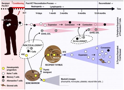 Figure 1. T-cell regenerative pathways after allogeneic HCT. Pretransplantation conditioning reduces the patient's existing naive (○) and memory (●) T cells. Post-HCT regeneration of peripheral T cells is accomplished by 2 mechanisms: (1) Cell numbers of residual host T cells and mature donor T cells transferred via a non-TCD stem cell allograft or via DLI expand initially in response to homeostatic signals or cognate antigen. Alloreactive donor T cells (which can mediate GVHD, graft-versus-leukemia, or both; dashed symbols) contribute also to the thymus-independent cell compartment. This T-cell pool is altered as a result of memory T-cell conversion, skewing of the TCR repertoire, and pool size contraction (broken lines indicate senescent T cells). (2) New naive T cells are generated from hematopoietic progenitors (yellow symbols) in a thymus-dependent regenerative mechanism. The stromal cells of the thymus (thymic medullary and cortical compartments are separated from each other by a dashed line) support the differentiation of descendants of thymic immigrants into mature T lymphocytes. Recent thymic emigrants (RTEs) expand in the periphery in response to homeostatic signals and after stimulation by their cognate antigen. Under physiologic conditions, the thymic export assures a constant and life-long supply with naive T cells harboring a diverse TCR repertoire. After allogeneic HCT, the thymus-dependent T-cell renewal is a slow process as it can take up to 12 to 24 months to be completed under favorable conditions. However, advanced age, conditioning, and GVHD impair thymus function and thus interfere with naive T-cell regeneration. The putative mechanisms are discussed in Figure 3.