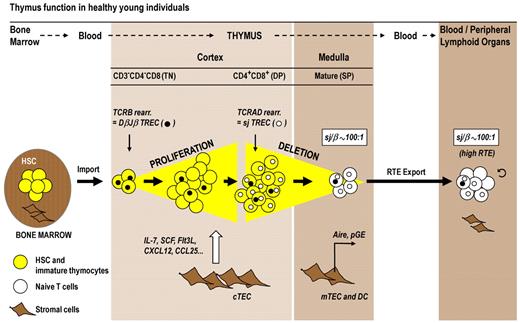 Figure 2. Normal thymic T-cell maturation and export. T-cell development requires the import of a bone marrow-derived progenitor population (yellow symbols) via the blood circulation into the thymus cortex. During optimal thymus function in healthy young persons, TN cells proliferate strongly in the cortex in response to signals provided by cTECs (eg, interleukin-7, stem cell factor, chemokines). The subsequent DP stage of thymocyte maturation is subject to thymic-positive selection. In parallel to their migration to the medulla, DP cells differentiate into SP thymocytes, which are subjected to the negative selection process. pGE in Aire-expressing mTECs plays a crucial role in clonal deletion. The mature T cells (white symbols) are exported as RTE via blood circulation to peripheral lymphoid tissues. The magnitude of thymic export can be assessed by TREC analysis. This approach is based on the fact that thymocytes undergo 2 sequential rounds of TCR rearrangements that form 2 families of TREC as byproducts. TCRB rearrangement in TN cells forms several DβJβ TREC species (●), which are diluted among the expanding cell population before the TCRAD is rearranged in DP cells, which generates sjTREC (○). Thymic export can be measured via determination of the sj/β ratio. This signature for RTE indicates the extent of TN cell proliferation, which is in turn a key determinant for the extent of thymic export. The sj/β ratio remains independently of peripheral cell division at approximately 100:1 in young persons. DC indicates dendritic cells; and sj/β, calculated ratio between sjTREC and DβJβTREC.