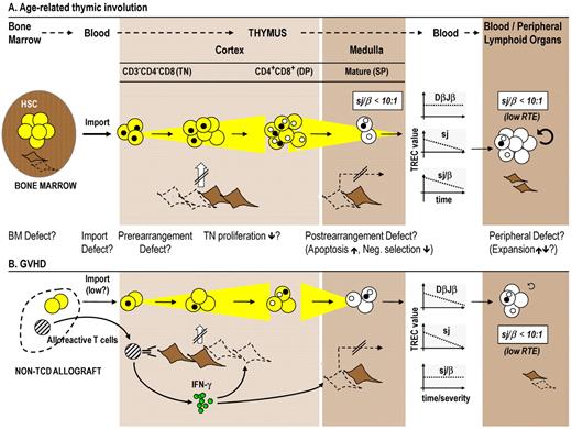 Figure 3. The effects of age and GVHD on T-cell maturation and export. Age-related changes and GVHD affect T-cell development in prethymic, thymic, and post-thymic compartments. (A) Thymus function itself peaks in the first and second decades of life but then declines in the course of the involution process. During senescence, the sjTREC frequencies decline, whereas DβJβ species remain unchanged. The resultant decrease in the sj/β ratio (which falls below a value of 1:10) indicates lower TN proliferation, which hence explains the decline in RTE export in aged persons. (B) GVHD interference with intrathymic maturation is indicated by parallel decreases in DβJβTREC and sjTREC frequencies. The result is an unchanged sj/β ratio in peripheral blood T cells, which implies that thymopoiesis is affected either before TCRB chain rearrangement and TN proliferation and/or at a time subsequent to TCRAD rearrangement (eg, apoptosis of postrearrangement thymocytes). Acute GVHD therefore impairs thymic function independently from age. Both age-related thymus involution and GVHD are characterized by changes in the thymic stromal microenvironment. Lack of proper stromal function consequently leads to impairment of thymocyte development. In preclinical allogeneic HCT models, the demise of TECs (which may include the death of tolerance-inducing mTECs that express Aire) is linked to alloreactive donor T cells secreting intrathymically IFN-γ in response to activation by host TEC. Abbreviations and symbols are the same as in Figure 2. Broken lines indicate stromal cell death; and strikethrough arrows, deficient TEC function. BM indicates bone marrow.