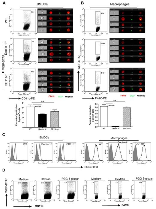 Figure 1. β-glucan phagocytosis and binding on DCs and macrophages. BMDCs (A) and macrophages (B) were incubated with DTAF-WGP at 37°C and phagocytosis of particulate β-glucan was assessed by flow cytometry and ImageStream. Percent of particulate β-glucan positive cells were summarized. One representative dot plot from 3 independent experiments with similar results. (C) BMDCs and macrophages were incubated with PGG-DTAF β-glucan on ice and β-glucan binding was assessed by flow cytometry. The data indicate that soluble β-glucan binding on DCs and macrophages is independent of dectin-1 or CD11b receptors. (D) BMDCs and macrophages were incubated with soluble PGG β-glucan or dextran and then mixed with DTAF-WGP on ice. Particulate β-glucan binding on DCs or macrophages was measured by flow cytometry. Cells were gated on CD11c+ or F4/80+ cells.