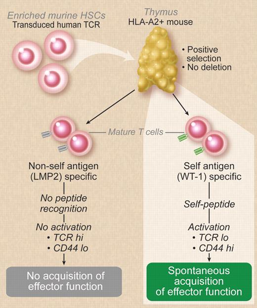 Pospori and colleagues retrovirally transduced enriched murine HSCs with human TCRs recognizing antigens in the context of HLA-A2. These cells were then transplanted into irradiated recipients expressing human HLA-A2 as a transgene resulting in positive selection without deletion and export of human TCR-bearing T cells to the periphery. T cells recognizing WT1 expressed activation markers and were functional without vaccination. This did not occur with nonself-antigen–recognizing T cells. Professional illustration by Debra T. Dartez.