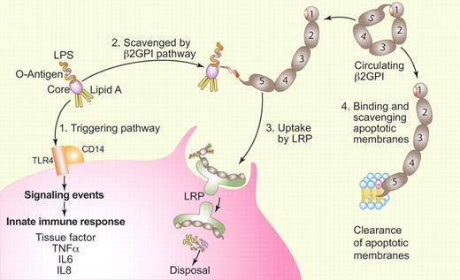 Model for LPS scavenging by β2GPI. (1) Free unbound LPS triggers the innate immune response by binding to a receptor complex that includes TLR4 and CD14 via its Lipid A domain. (2) LPS can be captured by the carboxyterminal 5th domain of β2GPI after a change in the protein's conformation. Domain 5 binds to the non-Lipid A portion of LPS and does not directly neutralize its activity. The opening of β2GPI exposes epitopes that are hypothesized to trigger an autoimmune response leading to antiphospholipid syndrome in susceptible patients. (3) The β2GPI-LPS complex is taken up by LRP, endocytosed, and degraded within the cell. (4) As previously described, β2GPI can also change conformation to bind to membranes that display anionic phospholipids. This binding similarly exposes the epitope on domain 1 that may also trigger an autoimmune response leading to antiphospholipid syndrome. Author's adaptation of Figure 7 of the article by Agar et al1 executed by Paulette Dennis.