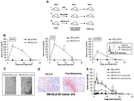 Figure 1. HLA-G1 allows tumor growth in immunocompetent mice. (A) Schematic representation of experimental procedures. (B) Mice were injected subcutaneously with 10 × 106 M8-pcDNA or M8-HLA-G1 cells and tumor growth was monitored at indicated time points. Data represent the means ± SD from 1 representative experiment with 3 mice in each group. Insert shows cell-surface expression of HLA-G1 by the M8-pcDNA and M8-HLA-G1 cell lines and the isotype control. (C) Photographs of subcutaneous tumors 3 days after injection of tumor cells. (D) Expression of HLA-G and melanoma antigens at the tumor site at day 14 (d14). (E) M8-HLA-G1 cells were pretreated with the 87G Ab (M8-HLA-G1 + anti-HLA-G) or the isotype control (M8-HLA-G1 + control Ab) before subcutaneous injection into Balb/c mice, and tumor growth was monitored at the indicated time points. Data represent the means ± SD from 1 representative experiment with 3 mice in each group.