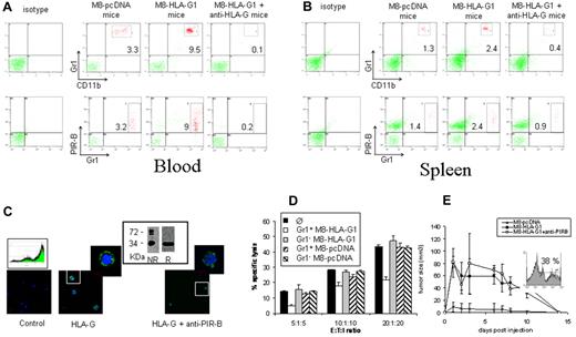 Figure 5. MDSCs induced by HLA-G express PIR-B and are immunosuppressive. (A-B) Mice injected with M8-pcDNA cells, M8-HLA-G1 cells, or M8-HLA-G1 cells pretreated with the 87G mAb (M8-HLA-G1 + anti–HLA-G) were killed at day 21 after injection. Mononuclear cells were purified from blood (A) or spleens (B) and stained with the indicated antibodies. Analyses were performed by flow cytometry. Data are from 1 representative mouse of 3. (C) Immunostaining of purified HLA-G protein bound to MDSCs. Gr1+ cells were purified from spleens of mice injected with M8-HLA-G1 cells. The purity (> 95%) was attested by flow cytometry (inset). Cells were incubated with HLA-G− medium (control), a purified form of HLA-G at 180 ng/mL (HLA-G), or HLA-G + anti–PIR-B (clone 259.2). HLA-G binding to cells was detected by anti–HLA-G and goat anti–mouse conjugated to FITC through confocal microscopy analysis. (D) NK cells were purified from spleens of M8-HLA-G1–injected mice 3 days after injection. Gr1+ cells were purified from spleens of mice injected with M8-pcDNA or M8-HLA-G1 cells 21 days after injection. The Gr1− counterpart was also tested. A classic 4-hour 51Cr-release cytotoxic assay was conducted with NK cells as effectors (E), M8-HLA-G1 cells as targets (T), and Gr1+ or Gr1− cells as a third party (I). Results are expressed as the mean percentage lysis from triplicates. Data are from 1 representative mouse of 3. (E) Mice were injected subcutaneously with M8-pcDNA or M8-HLA-G1 cells alone at day 0 or with an anti–PIR-B Ab (clone 259.2) at days −1, 0, and 1, and M8-HLA-G1 cells at day 0 (M8-HLA-G1 + anti-PIR-B). Tumor growth was monitored at the indicated time points. Data represent the means ± SD from 1 representative experiment with 3 mice in each group. Inset shows cell-surface expression of PIR-B on PBMCs of M8-HLA-G1–injected mice detected with the clone 259.2.
