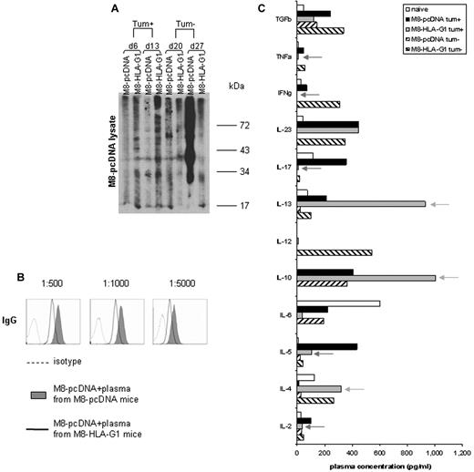Figure 6. HLA-G1 influences Ab responses and the cytokine environment in vivo. (A) Presence of specific antibodies against antigens derived from the human melanoma cell line (M8-pcDNA lysate) at days 6, 13, 20, and 27 after recovery of plasma as detected by slot-blot analysis. Data are from 1 representative experiment of 3. (B) Detection of specific Ab against melanoma Ag at day 27 by flow cytometry. Plasma dilutions were 1:500, 1:1000, and 1:5000. (C) Plasma concentrations of cytokines from naive mice or mice injected with tumor cells were quantified by ELISA. Green and red arrows indicate the cytokines with levels increased or decreased by HLA-G, respectively. M8-HLA-G1 tum+ indicates plasma collected at day 6; M8-HLA-G1 tum−, plasma collected at day 20.