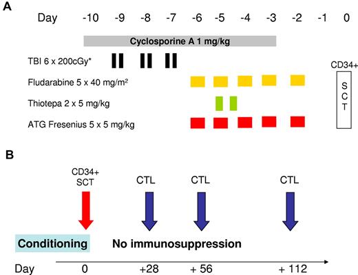 Figure 1. Conditioning regimen and schedule for CTL infusion. (A) The conditioning regimen used before allogeneic SCT. The regimen for patients 18 to 40 years of age consisted of hyperfractionated TBI with 6 × 200 cGy from day −9 to day −7, with lung shielding (maximum lung dose of 800 cGy). Patients older than 40 years received only 4 × 200 cGy. Fludarabine was infused at a daily dose of 40 mg/m2 from day −6 to day −2. On the same days, 5 mg/kg antithymocyte globulin (ATG)–Fresenius was infused over 4 hours. Two doses of thiotepa (5 mg/kg) were infused over 4 hours on day −5. Treatment with cyclosporine A was initiated on day −10 at a daily dose of 1 mg/kg until day −3. CD34+-selected peripheral blood stem cells were infused on day 0 (SCT). (B) The planned schedule of infusion of in vitro-generated CD8+ T-cell preparations. Whenever possible, in vitro-cultured donor CD8+ T cells were infused on days 28, 56, and 112. No postgrafting immunosuppressive therapy was administered.