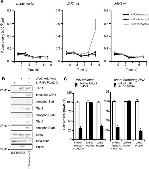 Figure 2. Analysis of transforming capabilities of Ptpn2 knockdown. (A) Transformation assay of Ba/F3 cells with or without knockdown of Ptpn2 and stably transduced with empty control vector, JAK1 wild-type, or JAK2 wild-type. Only JAK1-positive cells with knockdown of Ptpn2 transformed to cytokine independence. Ba/F3 cells carrying the indicated constructs were deprived of IL-3 and cell numbers were recorded in triplicate every other day. The y-axis displays the number of viable cells. Data shown are representative of 3 independent experiments. *P < .005. (B) Western blot analysis of Ba/F3 cells with knockdown of Ptpn2, overexpression of JAK1 (wild-type), or both. Growth factor–dependent Ba/F3 cells were cytokine depleted for 6 hours before cell lysis. Shown is 1 representative result of 3 independent experiments. (C) Ba/F3 cells transformed by JAK1 wild-type with knockdown of Ptpn2 or JAK1(R724H) mutant (positive control) or ZNF98-FGFR1 (negative control) were treated with a JAK inhibitor or with JAK1 siRNA and cell numbers were recorded after 48 hours. Values are displayed as relative cell growth (%). Graph represents mean values ± SEM. Significant differences in cell growth compared with those of control siRNA are indicated (n = 3). *P < .05; **P < .005.