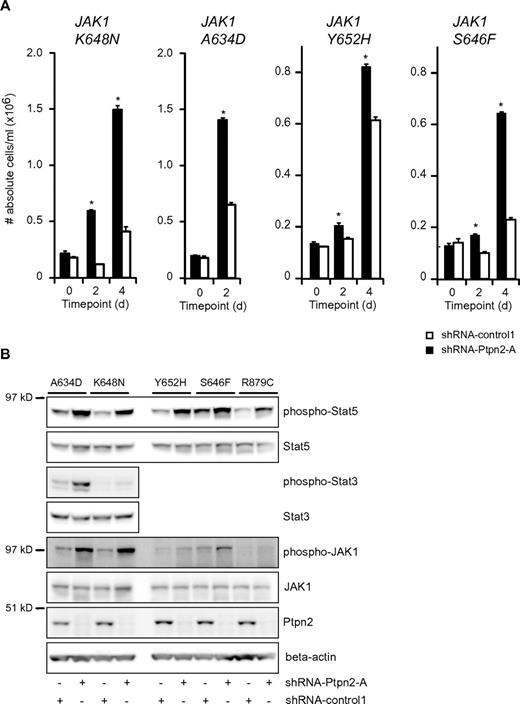 Figure 3. Reduction of Ptpn2 expression levels accelerates the transformation process of activating JAK1 mutants. (A) Transformation assay of Ba/F3 cells expressing various mutant forms of JAK1. Expression of 4 different JAK1 mutants conferred cytokine-independent growth on Ba/F3 cells. Simultaneous reduction of Ptpn2 expression (shRNA-Ptpn2-A; black bars) enhanced the transformation process compared with control cells (shRNA-control1; white bars). The y-axis displays the number of viable cells. Cell numbers ± SEM were recorded in triplicate. Data shown are representative of 3 independent experiments. *P < .05. (B) Western blot analysis of cytokine-independent Ba/F3 cells. shRNA-mediated knockdown of Ptpn2 resulted in increased phosphorylation of JAK1 and Stat5 compared with control cells (shRNA-control1). Five different JAK1 mutants are shown. Efficient knockdown was confirmed using a Ptpn2 antibody. β-actin was used as an independent loading control.