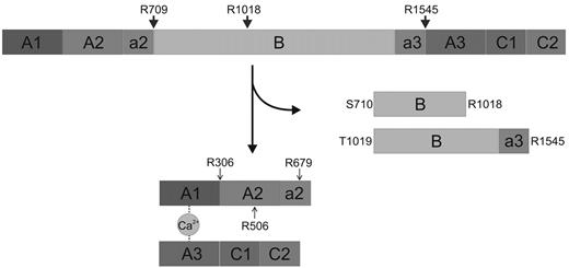 Figure 1. Mechanism of thrombin-catalyzed FV activation. Schematic representation of the human factor V activation pathway. Cleavage of the a2-B domain linker after Arg709 is followed by processing at the Arg1018-Thr1019 site, liberating the so-called fragment E (Ser710-Arg1018). Finally, slower proteolysis of the Arg1545-Ser1546 peptide bond releases fragment C1 (Thr1019-Arg1545), and generates a fully functional cofactor.48,49 Activated protein C (APC) cleavages at Arg306-Asn307, Arg506-Gly507, and Arg679-Lys680 that inactivate FVa are also indicated with arrowheads.