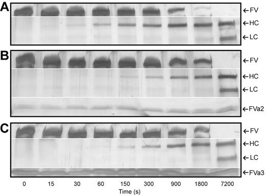 Figure 3. FVa2 and FVa3 interfere with thrombin-catalyzed factor V activation. Human FV was incubated with human α-thrombin at a 250:1 molar ratio, in the presence or absence of the highly purified recombinant fragments of the cofactor (A, thrombin alone; B, thrombin in the presence of 50μM FVa2; C, thrombin in the presence of 50μM FVa3). Aliquots of the reactions were taken at indicated times, separated on 4%-15% SDS-polyacrylamide gels, and silver-stained. The positions of FV, the heavy (HC) and the A3-C1-C2 light-chain doublet (LC) of factor Va are indicated to the right of each panel, along with those of FVa2/FVa3, where appropriate. Notice that FV is processed with slower kinetics in the presence of the recombinant linkers, indicating competition for the activating protease. The figures shown are representative of 4 independent experiments conducted with different preparations of FV and of recombinant FVa2/FVa3.