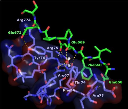 Figure 5. The more N-terminal hirudin-like sequence of FVa2, Glu666-Glu672, binds across thrombin exosite I. Close-up around the thrombin exosite I region in the FPR–α-thrombin·FVa2 complex. For simplicity, only residues of thrombin 70-80 loop, a few side chains of the neighboring 37 loop, and a water molecule trapped at the thrombin-FVa2 interface are included in the image. Thrombin residues are color-coded blue-purple (carbon), dark blue (nitrogen) and red (oxygen), and are overlaid with a transparent surface; FV atoms are green (carbon), dark blue (nitrogen) or red (oxygen). Electrostatic interactions are indicated with dashed yellow lines.