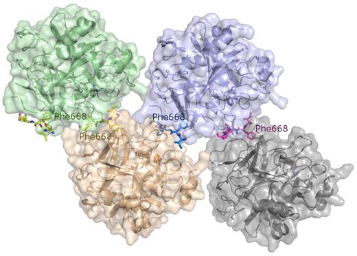 Figure 6. The crystal structure of the Bz·α-thrombin·FVa2 complex corroborates FVa2 binding to exosite I residues. The tetramer found in the asymmetric unit is shown, with the 4 independent thrombin molecules represented by their major secondary structure elements colored green, purple, orange, and gray, respectively. The Van der Waals surfaces of the 4 monomers are superimposed in lighter tones of the same colors. The FVa2 peptides are given with all their nonhydrogen atoms, color-coded according to the bound thrombin moiety. The benzamidine molecules that occupy the S1 pockets of thrombin are also shown as color-coded ball-and-stick models. Notice that the phenyl rings of Phe668 dock onto exosite I regions from cognate thrombin molecules.