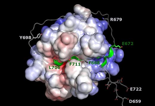 Figure 7. Hypothetical model of the productive thrombin·FVa2 complex. The model was generated based on the current structure of FPR–α-thrombin·FVa2 and that of S195A thrombin bound to a fragment from the PAR1 ectodomain that includes the activation cleavage site (PDB code 3LU9).39 Factor V residues Leu706 (P4) to Phe711 (P2′) were modeled according to the conformation of the equivalent PAR1 sequence, and the 2 polypeptide fragments were then extended following standard peptide geometries. The well-defined active-site– and exosite I–binding regions are highlighted in green. Notice that the relatively large distance between these 2 peptides (∼ 40 Å between Cα atoms of residues Glu672 and Leu706) necessarily implies that the intervening sequence has to adopt a rather extended conformation, running close to the thrombin surface. The spatial proximity of clusters of acidic residues, Asp659-Asp663 and Glu719-Glu722, in the Michaelis complex is also noteworthy. The side chain of the arginine residue targeted by APC (Arg679) is also shown, as well as Tyr698, which could contact basic residues at the edge of exosite II, especially if sulfated.