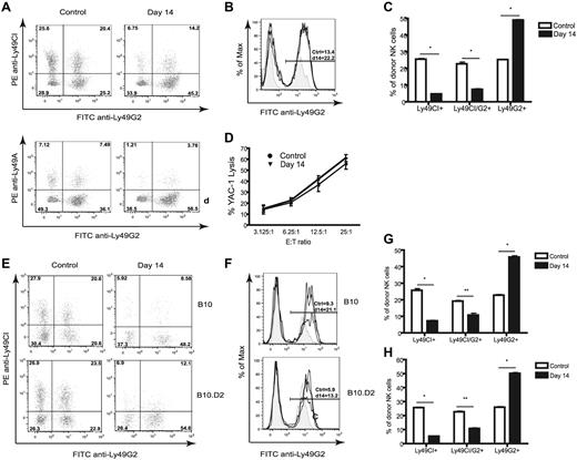 Figure 2. Increased frequency of Ly49G2high NK cells in congenic and syngeneic HSCT. Lethally irradiated B6 (H-2b, CD45.2) mice were transplanted with 5 × 106 Ly5.2 congenic (H-2b, CD45.1) BMCs depleted of NK and T cells. Splenocytes of recipients were stained for CD45.1, NK1.1, CD3, Ly49C/I, Ly49A, and Ly49G2 at day 14 after congenic HSCT and compared with untreated control mice. Gated CD45.1+NK1.1+CD3− are shown. (A) Frequencies of NK cells positive for Ly49G2, Ly49CI, and Ly49A. (B) Intensity levels of Ly49G2 expression as determined by MFI on control (tinted gray) and transplanted (solid dark line) mice. (C) Frequencies of NK-cell subsets. *P < .001. (D) NK cells (CD45.1+CD122+CD3− CD19−) were sorted from spleen cells of control or transplanted B6 (H-2b) mice (day 14) and used in a 4-hour killing assay against YAC-1 to assess cytotoxicity. Lethally irradiated B10 (H-2b) and B10.D2 (H2d) mice were transplanted with 5 × 106 syngeneic BMCs depleted of NK and T cells. Splenocytes of recipients were stained for CD45, NK1.1, CD3, Ly49C/I, and Ly49G2 at day 14 after syngeneic HSCT and compared with untreated control mice. Gated CD45+NK1.1+CD3− cells are shown. (E) Frequencies of NK cells positive for Ly49G2 and Ly49C/I. (F) Intensity levels of Ly49G2 expression as determined by MFI on control (tinted gray) and transplanted (solid dark line) mice. Distribution of NK-cell subsets in B10 (G) and B10.D2 (H) are shown. *P < .001; **P < .01. The numbers represent the percentages of cells or MFI values. Data are representative of 3 experiments using 3-4 mice per group in each experiment (means ± SEM).