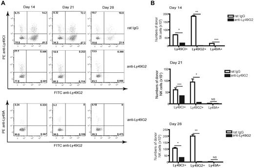 Figure 4. Ly49G2 depletion results in deficient NK-cell numbers after congenic HSCT. Lethally irradiated B6 (H-2b, CD45.2) mice were transplanted with 5 × 106 Ly5.2 congenic (H-2b, CD45.1) BMCs depleted of NK and T cells. A group of mice received purified anti-Ly49G2 (4D11) depleting Ab. Splenocytes were stained for CD45.1, CD122, Ly49C/I, Ly49G2, and Ly49A at days 14, 21, and 28 after congenic HSCT and compared with transplanted control mice. (A) Frequencies of NK-cell subsets. The numbers represent the percentages of cells in each quadrant. (B) Numbers of developing CD45.1+CD122+CD3− cells. *P < .001; **P < .0001; ***P < .01. NS indicates not significant. Data are representative of 2 experiments using 3-4 mice per group per time point in each experiment (means ± SEM).