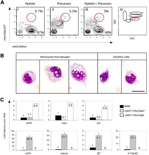 Figure 3. Isolation of a pure population of mononuclear phagocytes in WKM. (A) Distribution of cd45:DsRed and mhc2dab:GFP fluorescence in the myeloid gate (i), in the precursor gate (ii), and in a gate encompassing the myeloid and precursor gates (iii). cd45:DsRedhigh; mhc2dab:GFPhigh mononuclear phagocytes (red gate) were reanalyzed by forward and side scatter, showing that these cells overlap the myeloid and precursor fractions in WKM (iv). (B) Morphology of cd45:DsRed+; mhc2dab:GFP+ double-positive cells isolated from the myeloid fraction in WKM. Cells were cytospun and stained with May-Grünwald-Giemsa. The majority of the cells show the characteristics of macrophages, with kidney-shaped nuclei and vacuoles. Rare cells presented a different morphology with dendrites and a higher nuclear/cytoplasm ratio. The scale bar indicates 20 μm. (C) Q-PCR expression for genes specific to the neutrophil lineage (top panels) and the MPS (bottom panels). Whereas cd45:DsRed+; mhc2dab:GFP− cells were highly enriched for neutrophil genes (top panels), cd45:DsRed+; mhc2dab:GFP+ cells expressed macrophage-specific genes only (bottom panels). Units on the y-axis represent changes (fold) above WKM. Error bars indicate SD.