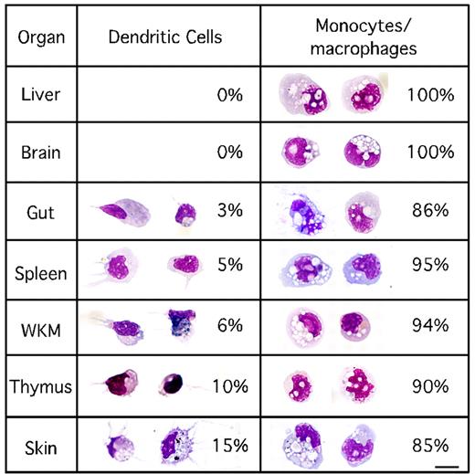 Figure 4. Distribution of DCs and monocytes/macrophages in adult tissues. For each tissue investigated, cd45:DsRed, mhc2dab:GFP double-positive cells were sorted, cytospun, and stained with May-Grünwald-Giemsa. Differential cell counts were obtained by identifying at least 200 cells per organ. Except for the gut, in which presumptive mast cells were also found, 2 different and separable morphologies were observed: those of DCs and those of monocytes/macrophages. The scale bar indicates 20 μm.