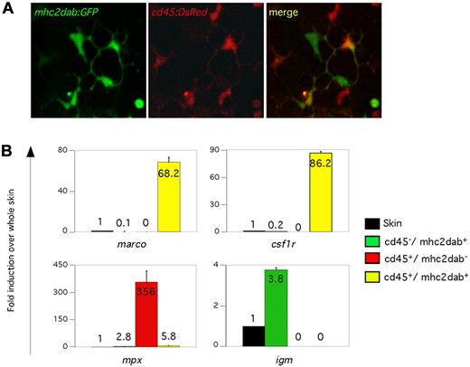 Figure 5. Visualization of DC-like cells in adult skin. (A) Skin from a cd45:DsRed, mhc2dab:GFP double-transgenic adult fish imaged with confocal microscopy. The GFP (left), DsRed (middle), and merged (right) images are shown. Three populations of cells could be isolated based on their expression of the 2 transgenes and their different morphologies. (B) Q-PCR expression for genes specific to macrophages and DCs (marco, csf1r), neutrophils (mpx), and B cells (igm) for sorted cells from the skin. Units on the y-axis represent changes (fold) above whole skin. Error bars indicate SD.