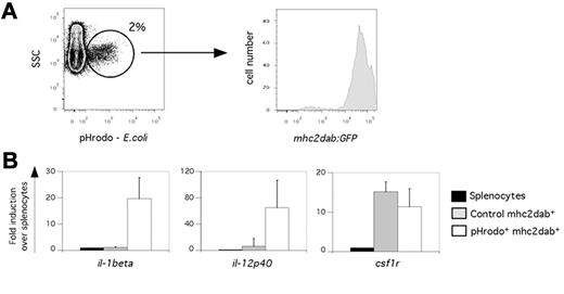 Figure 6. Phagocytosis induces a strong inflammatory response in splenic mononuclear phagocytes. (A) Heat-killed pHrodo bacteria were injected into the circulation of mhc2dab:GFP adults. Eighteen hours later, spleens were harvested and analyzed by cytometry. As shown on the FACS plot, 2% of the splenocytes phagocytosed bacteria, with all of them expressing the mhc2dab:GFP reporter. (B) Q-PCR expression for inflammatory genes (il-1beta and il-12p40) was performed on phagocytic and nonphagocytic control mhc2dab+ myeloid splenocytes. Whereas expression of csf1r was not changed after phagocytosis, the expression of il-1beta and il-12p40 was up-regulated. Units on the y-axis represent changes (fold) above whole splenocytes. Error bars indicate SD.