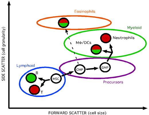 Figure 7. Separation of the major hematopoietic lineages from kidney using the cd45:DsRed and mhc2dab:GFP transgenic lines. By combining light-scattering characteristics and expression of the fluorescent reporter genes, each of the major blood cell lineages could be resorted and purified by flow cytometry.