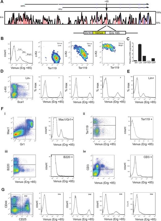 Figure 4. The mErg +85 enhancer targets fetal and adult hematopoietic stem/progenitors and shows selective activity in lineage committed cells. (A) Cross species sequence conservation at the ERG locus. The top panel shows a VISTA plot of human/mouse sequence conservation > 50% across the ERG locus. Noncoding sequences with > 75% conservation are shaded in pink, exons in magenta, and the untranslated regions in cyan; arrow indicates location of the +85 element. Bottom schematic shows the Venus reporter construct driven by the SV40 promoter and mouse Erg +85 element. (B) Erg +85 activity in E11.5 fetal liver (FL) cells. Fetal livers were dissociated and single cell suspensions stained with fluorescent-labeled antibodies and FACS analyzed to assess Venus reporter expression in fetal liver cells. Enhancer activity is highest in c-Kit+Ter119− FL stem/progenitors and decreases in c-Kit−Ter119+ erythroid cells. (C) Erg expression in bone marrow (BM) cells. Bone marrow cells were harvested from approximately 3-month-old C57BL/6J mice, lineage depleted, stained with fluorescent-labeled antibodies, and FACS sorted into various stem/progenitor fractions for RNA isolation. Erg expression was quantified by SYBR Green qPCR and is expressed relative to GAPDH. Erg expression is higher in bone marrow Lin−Sca1+c-Kit+ (LSK) stem progenitor cells than in whole bone marrow. (D) Erg +85 activity in lineage negative adult bone marrow cells. Bone marrow from +85 enhancer transgenic mice was harvested and sorted into lineage-negative and -positive fractions using magnetic beads. The lineage-negative fraction was FACS analyzed following incubation with fluorescent-labeled antibodies to establish Venus reporter expression in gated cell fractions. Erg +85 is most active in c-Kit+ stem/progenitors. (E) Erg +85 activity in lineage positive adult bone marrow cells. Unsorted Lin+ cells show mid-low reporter activity (F) Erg +85 activity in specific subpopulations of lineage committed bone marrow cells. (i) Erg +85 is active in a subset of Mac1+/Gr1+ macrophage/granulocyte precursors. (ii) Erg +85 has low activity in a small fraction of Ter119 erythrocyte precursors. (iii) Erg +85 is inactive in the B-cell lineage. (iv) Erg +85 has low activity in a subset of CD3+ T cells. (G) Erg +85 activity during early T-cell development. The thymus was dissected from 6-week-old +85 enhancer transgenic mice and single-cell suspensions stained for FACS analysis. Venus reporter activity is absent during the DN1 stage, then rapidly increases in DN2 cells before reducing in DN3 and DN4 cells.