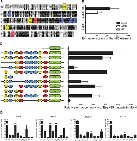 Figure 5. The ERG +85 stem cell enhancer is active in T-ALL cells, relies on E-Box and Ets binding motifs, and is bound by oncogenic transcription factors in vivo. (A) Nucleotide sequence alignment of the Erg +85 enhancer region. Alignment of human (Hs), mouse (Mm), dog (cf), and opossum (Md) sequences extracted from the UCSC genome browser with conserved Ets (blue), Gata (red), E-Box (yellow) motifs colored for clarity. Black boxes indicate 100% cross-species sequence conservation, and gray boxes show less conserved sequences. (B) Enhancer activity of the hERG +85 region. Results of stable transfection assays in MOLT4 T-ALL, 416B hematopoietic precursors, and REH B-ALL cells showing luciferase activity of the +85 enhancer/pGL2P construct relative to pGL2P alone. The +85 fragment was active in MOLT4 and 416B, but not REH cells. (C) Mutational analysis of +85 enhancer activity in MOLT4 cells. Schematic on the left shows TF binding motifs of WT and mutant enhancers as detailed in panel A. (D) ChIP-PCR analysis of TF binding. The enhancer has active chromatin marks (AcH3) in 416B blood progenitors as well as in T-ALL cells. There is strong LMO2 binding in all cell types, whereas SCL and LYL1 enrichments are more pronounced in T-ALL cells. The Ets factors, FLI1 and ERG, are also enriched in T-ALL cells. Consistent with their expression profiles, Gata2 is enriched at the +85 enhancer in 416B progenitors, whereas GATA3 is enriched in T-ALL cells.