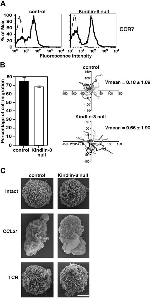 Figure 1. Kindlin-3 is not required for chemokine-mediated T lymphocyte motility or microvillar collapse. (A) CCR7 expression on control and LAD-III Kindlin-3–null PB T cells determined by FACS analysis. (B) Left: The fraction of control or Kindlin-3–null PB T cells persistently locomoting over immobilized CCL21 (2 μg/mL). Results shown are the means of 4 fields of view. Right: Tracks of individual lymphocytes depicted in different shades of gray during 10-minute tracking periods. Average velocities (mean ± SD) in each experimental group are indicated (n = 15). (C) CCL21, but not TCR, signals induce similar microvillar collapse in both control and Kindlin-3–null T lymphocytes. Scanning electron microscopic images of control and Kindlin-3–null T lymphocytes untreated or stimulated for 2 minutes with the TCR-ligating mAb OKT3 (10 μg/mL) or with soluble CCL21 (10nM). Scale bar represents 3 μm. Micrographs are representative of > 55 cells analyzed in each experimental group.