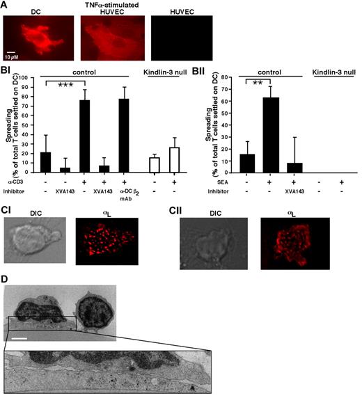 Figure 4. TCR-triggered Kindlin-3–null T cells fail to spread on DCs. (A) ICAM-1 expression on human DCs spread for 1 hour on immobilized CCL21 before being tested as a substrate for PB T cells. DCs were fixed and stained with PE-conjugated α-ICAM-1 mAb. Staining of resting and TNFα-stimulated HUVECs (200 U/mL for 24 hours) is shown for comparison. Scale bar represents 10 μm. (Bi) PB T cells were stimulated with OKT3 (10 μg/mL) or left in medium (–) and settled alone or in the presence of the indicated inhibitors on DCs prespread on immobilized CCL21 as in panel A. For each experimental group, the fractions of settled lymphocytes that spread on the DCs were quantified by live videomicroscopy, as described in “Methods.” Values are the means ± SD of 9 fields of view in 3 independent experiments. ***P < 10−6. (Bii) CD4+ PB T cells were settled for 10 minutes on DCs that had been left untreated or preloaded for 1 hour with staphylococcal endotoxin A (1 μg/mL). All DCs were prespread on immobilized CCL21 as in panel A. The fractions of lymphocytes spread on DCs were quantified as in panel Bi. Values are the means ± SD of 4 fields of view in 1 experiment representative of 3. **P < .005. (Ci) Normal PB T cells were incubated with OKT3 (10 μg/mL), labeled with a trace of Alexa Fluor 568–labeled TS2.4 (anti–αL, 1 μg/mL), and allowed to spread for 5 minutes on DCs before fixation. Shown are a DIC image (left) and a fluorescence image (right) of LFA-1 in a representative T cell. Scale bar represents 3 μm. (Cii) Fluorescence staining of LFA-1 visualized by Alexa Fluor 568–labeled TS2.4 anti–LFA-1 in a normal CD4+ T cell spread for 10 minutes on an staphylococcal endotoxin A–loaded DC prespread on CCL21 and fixed. Scale bar represents 3 μm. (D) Transmission electron microscopic image of a representative OKT3-stimulated normal T cell spread on a DC prespread on immobilized CCL21 as in panel Bi. Because no Kindlin-3–null T cells could be recovered from the DC after fixation, similar fluorescence staining and electron microscopy could not be carried out for these T cells. Scale bar represents 3 μm.