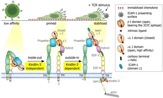 Figure 7. Proposed model for LFA-1 conformational switches triggered during lymphocyte motility on CCL21 and by TCR signals. Resting PB T cells express globally inactive LFA-1 with low affinity to ICAM-1. During motility on the immobilized chemokine, LFA-1 molecules cluster at the leading edge of the polarized T cell, and a subset of these LFA-1 molecules undergo priming and opening of their β2 I domain, exposing the 327C epitope. This priming step is Kindlin-3 independent. The αL I domain on both normal and Kindlin-3–deficient T cells remains in a closed conformation with low affinity to ICAM-1 and is therefore nonadhesive. When a concomitant TCR signal is encountered by a motile lymphocyte, the primed LFA-1 becomes readily responsive to an outside-in, ICAM-1–driven rearrangement event, which stabilizes the αL I domain in an open, high-affinity conformation, resulting in a firm LFA-1/ICAM-1 contact (to a bead or a DC, data not shown). This critical TCR-stimulated LFA-1/ICAM-1 bond stabilization does not take place in Kindlin-3–deficient T cells due to the inability of the LFA-1 heterodimer to properly anchor to the cytoskeleton and undergo final outside-in unclasping.