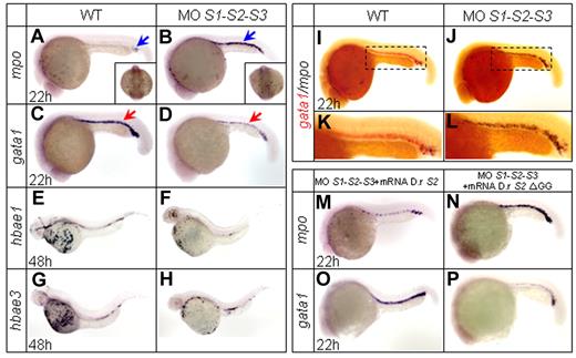 Figure 1. WISH assays. (A-D) WISH assays of mpo and gata1 at 22 hpf. Knock-down of SUMO paralogs by MOs results in an increased expression of the granulocytic-specific marker mpo (A-B) and a decreased expression of the erythroid-specific marker gata1 (C-D). Blue arrows indicate mpo+ cells and red arrows indicate gata1+ cells. Note that mpo expression in the A-LPM does not show any significant change (square bracket in panels A and B). (E-H) WISH assays of hbae1 and hbae3 at 48 hpf. Expression of hemoglobin hbae1 and hbae3 decreases in SUMO-deficient embryos (F and H) compared with those of WT (E and G). (I-L) Two-color WISH analysis of gata1 (red) and mpo (black) at 22 hpf. Panels K and L are highly magnified images of corresponding boxed regions from I and J, respectively. (M-P) Whereas zebrafish SUMO2 mRNA specifically reverses the SUMO-deficient phenotypes (M and O), SUMO2 ΔGG mRNA becomes ineffective (N and P). D.r indicates Danio rerio.