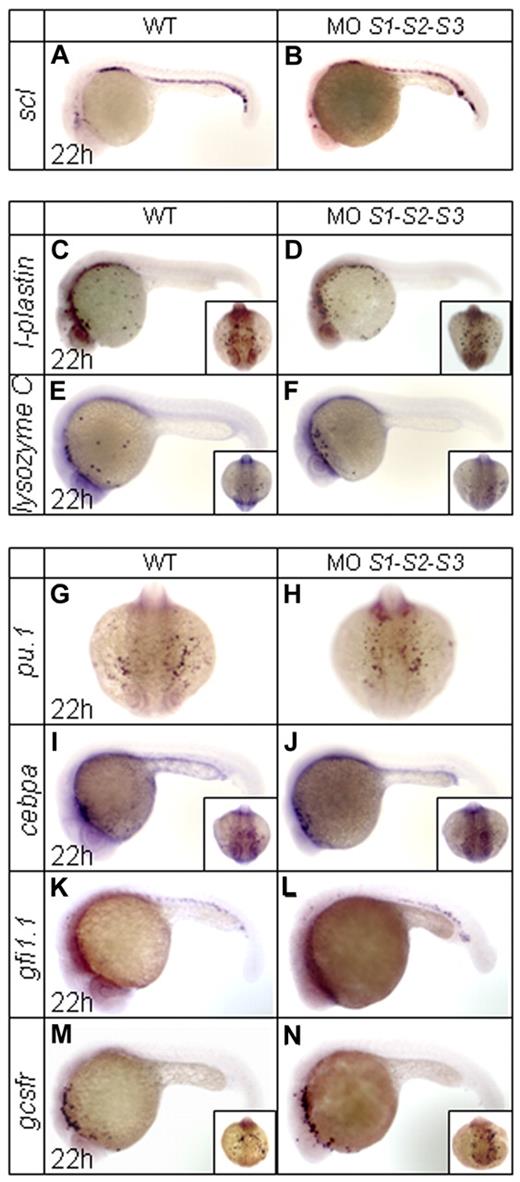 Figure 2. WISH assays of other key primitive hematopoietic markers in WT and SUMO-deficient embryos at 22 hpf. (A-N) Expression profiles of scl (A-B), l-plastin (C-D), lysozyme C (E-F), pu.1 (G-H), cebpa (I-J), gfi1.1 (K-L), and gcsfr (M-N). Note that no obvious changes are observed for these tested markers.