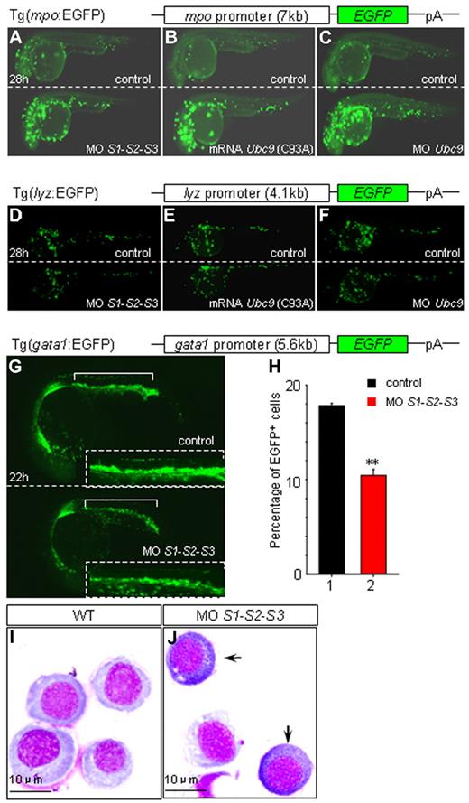 Figure 3. Impacts of SUMO deficiency in different zebrafish transgenic lines. (A-F) Knock-down SUMOs, Ubc9, or overexpression of Ubc9 (C93A) results in an increase of EGFP in Tg(mpo:EGFP) embryos (A-C), and no such changes are observed in Tg(lyz:EGFP) embryos (D-F) at 28 hpf. Sibling controls and embryos injected with SUMO1-SUMO2-SUMO3 MOs (A and D), Ubc9 (C93A) mRNA (B and E), and Ubc9 MO (C and F) of Tg(mpo:EGFP) or Tg(lyz:EGFP), respectively. (G-J) MPCs undergo myelopoiesis in SUMO-deficient embryos. SUMO deficiency leads to a down-regulation of EGFP resulting from a decreased number of EGFP+ cells (10.45% ± 0.636%, n = 150) compared with that of sibling control (17.8% ± 0.283%, n = 140) in Tg(gata1:EGFP) at 22 hpf (G-H). Insets are the amplified views of corresponding ICM. **P < .01. (I-J) Myeloperoxidase staining of sorted EGFP+ cells from ICM of sibling controls (I) and SUMO-deficient embryos (J) of Tg(gata1:EGFP) at 22 hpf. Arrows indicate mpo+ cells.