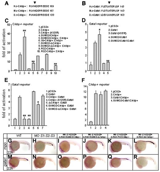 Figure 4. Ex vivo and in vivo biologic effects of C/ebpα sumoylation. (A-B) Alignment of conserved amino acid sequences of SUMO attachment of C/ebpα (A) and Gata1 (B). H.s indicates homo sapiens; M.s, Mus musculus; D.r, Danio rerio. Arrowheads indicate the evolutionarily conserved lysine residue within the consensus. (C-D) Sumoylation of C/ebpα (C) and Gata1 (D) is implicated in transcriptional repression. Luciferase activity assays were performed in 293T cells using various C/ebpα or Gata1 constructs indicated. The Renilla plasmid was used as an internal control. (E-F) Luciferase activity assays of transcriptional interplay between C/ebpα and Gata1. Note that whereas C/ebpα functions normally in the presence of Gata1 (F), it strongly inhibits the transcriptional activity of Gata1 (E). SD is derived from 3 independent transfection experiments. *P < .05; **P < .01. (G-R) In vivo rescue assay of C/ebpα mutants. Whereas SUMO2-C/ebpα (I and O) and POZ-C/ebpα (K and Q) fusions restore normal expression patterns of mpo and gata1 in SUMO-deficient embryos, SUMO2-ΔC/ebpα (J and P) becomes incapable, in agreement with its default in transcriptional activation (panel C lines 7 and 8). Ub-C/ebpα, serving as a negative control, does not rescue SUMO-deficient phenotypes (L and R). Ub indicates ubiquitin.