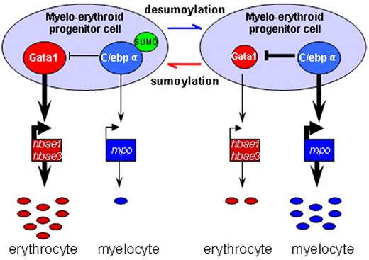 Figure 5. Schematic depiction of myelo-erythroid regulation of MPCs in the ICM. During normal primitive hematopoiesis, MPCs in the ICM predominantly differentiate into erythrocytes together with a few myelocytes (left). In SUMO-deficient embryos, there is an increased myelopoiesis of MPCs mediated by augmented transcriptional activity of desumoylated C/ebpα and its inhibition effect over Gata1 (right).
