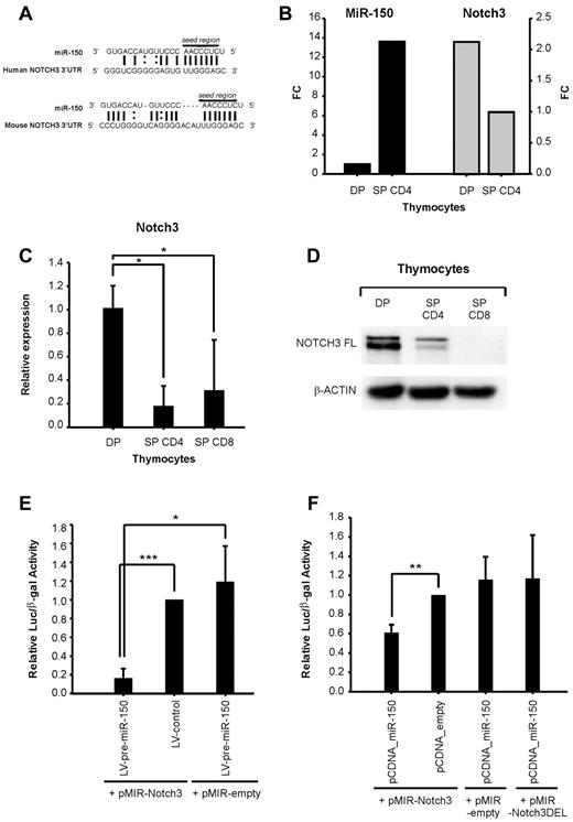 Figure 3. NOTCH3 is a target of miR-150. (A) Sequence alignment between miR-150 and the 3′-UTR of NOTCH3 in human and mouse, as predicted by miRanda algorithm.30 Solid line represents seed match region; and dashed line, deleted region. (B) Relative expression of miR-150 (left) and NOTCH3 mRNA (right) in DP vs SP CD4+ thymocytes, based on microarray data. The histogram reports the relative fold change (FC) in miR-150 and NOTCH3 in SP CD4+ compared with DP thymocytes. (C) RT-PCR for NOTCH3 in human thymocyte subsets DP, SP CD4+, and SP CD8+ (P < .05; t test). The level of expression was normalized to that of the housekeeping gene β2-microglobulin. Shown are the average values ± SD of 2 independent experiments. (D) Western blot to detect NOTCH3 protein in human DP, SP CD4+, and SP CD8+ thymocytes. β-actin was used as a loading control. (E) Luciferase assay using LV-pre-miR-150/LV-control vectors. 293T cells were transduced with a lentiviral vector expressing pre-miR-150 (LV-pre-miR-150) or with a control vector (LV-control). After 48 hours, cells were cotransfected with a β-galactosidase expression plasmid and a luciferase reporter plasmid containing the human NOTCH3 3′-UTR (pMIR-NOTCH3) or with the parental pMIR-REPORT plasmid (pMIR-empty). (F) Luciferase assay using pCDNA_miR-150/pCDNA_empty. The 293T cells were cotransfected with the pCDNA_miR-150 expression plasmid, a β-galactosidase expression plasmid, and a luciferase reporter plasmid containing the human NOTCH3 3′-UTR (pMIR-NOTCH3), no 3′-UTR (pMIR-empty), or the miR-150-binding site-deleted human NOTCH3 3′-UTR (pMIR-NOTCH3DEL). PCDNA3.1 plasmid lacking the miR-150 fragment (pCDNA_empty) was used as a negative control. Luciferase activities were measured 30 hours after transfection and normalized to the corresponding β-galactosidase activity. Each experiment was repeated at least 3 times. *P < .05 (t test). **P < .01 (t test). ***P < .001 (t test).
