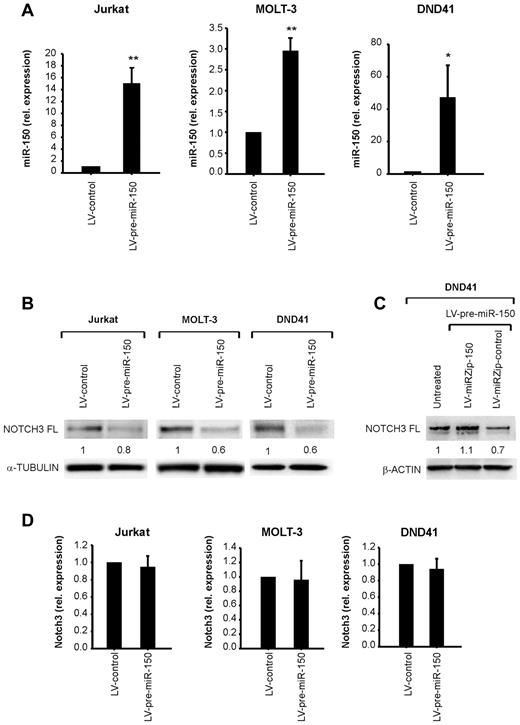 Figure 4. The miR 150/NOTCH3 interaction is operative in T-ALL cell lines. (A) RT-PCR to detect miR-150 in the T-ALL cell lines Jurkat, MOLT-3, and DND41 72 hours after transduction with the lentiviral vector LV-pre-miR-150 or LV-control. The level of expression was normalized to that of the small noncoding RNA RNU44. The figure shows the average of 3 independent experiments plus or minus SD. (B) Western blot showing that miR-150 overexpression induces a decrease in the levels of endogenous full-length (FL) NOTCH3 protein in the T-ALL cell lines. α-tubulin was used as a loading control. The numbers below the bands indicate the relative ratio between the NOTCH3 and the α-tubulin bands, normalized by setting the value obtained for the controls at 1. (C) Western blot showing that miRZip anti-miR-150 vector (LV-miRZip-150) prevents attenuation of NOTCH3 protein levels in DND41 cells cotransduced with LV-pre-miR-150. β-actin was used as a loading control. The numbers below the bands indicate the relative ratio between the NOTCH3 and the β-actin bands, normalized by setting the value obtained for the untreated cells at 1. (D) RT-PCR to detect NOTCH3 mRNA in the T-ALL cell lines Jurkat, MOLT-3, and DND41 72 hours after transduction with the lentiviral vector LV-pre-miR-150 or LV-control. The level of expression was normalized to that of the housekeeping gene β2-microglobulin. The figure shows the average of 3 independent experiments plus or minus SD. *P < .05 (t test). **P < .001 (t test).