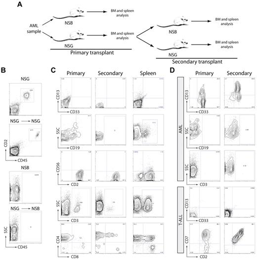 Figure 3. NSG-engrafting AML cells reconstitute secondary recipient. (A) NSG-engrafting AML MNCs were injected in NOD/SCID β2−/− and NOD/SCID IL2Rγcnull mice. Engrafted BM cells from NOD/SCID IL2Rγcnull-transplanted mice were injected in secondary irradiated NOD/SCID β2−/− and NOD/SCID IL2Rγcnull mice. Mice were analyzed 8-weeks after transplantation by flow cytometry. (B) Representative flow cytometry plots of human engraftment in primary and secondary recipients after NSG-engrafting AML injection (AML#23). (C) Phenotype analysis of primary (left panel) and secondary (central panel) BM grafts of NSG-engrafting AML (AML#23)-transplanted mice. Left panel corresponds to primary spleen engrafted cells. Myeloid (CD33 and CD13 inside CD45-positive cells), B (CD19 inside CD45-positive cells), NK (CD2 and CD56 inside CD45-positive cells), T cells (CD3, and CD4/CD8 inside CD3-positive cells) are represented. (D) Analysis of primary (left panel) and secondary (right panel) graft of AML (AML#21)- and T-ALL–transplanted mice based on the myeloid (CD33 and CD13 inside CD45-positive cells), B (CD19 inside CD45-positive cells) and T (CD3, and CD2/CD7 inside CD45-positive cells) surface markers.