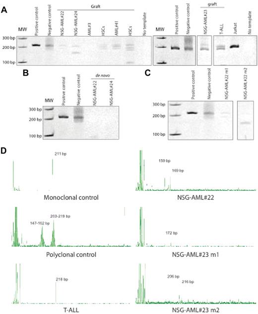 Figure 4. NSG-engrafting AML graft in NOD/SCID IL2Rγcnull mice is monoclonal. (A) Engrafted human cells and (B) de novo isolated NSG-AML samples were analyzed for TCRG gene rearrangements by heteroduplex formation. NOD/SCID IL2Rγcnull mice were transplanted with NSG-AML#22 and #23 and TCRG gene rearrangements were detected in engrafted mice by (C) heteroduplex formation and (D) PCR fragment size analysis.