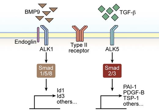 Figure 1. Illustration of TGF-β family signaling in ECs. TGF-β activates both ALK1 and ALK5 type I receptor expressed by ECs, whereas BMP9 only binds ALK1. The affinity of BMP9 for ALK1 is greater than that of TGF-β, making it likely that ALK1 will predominantly bind BMP9 when both ligands are available. In addition, endoglin acts as a coreceptor modulating signaling through ALK1. Smad 1, 5, and 8 are preferentially phosphorylated and activated by ALK1, whereas Smad 2 and 3 act downstream of ALK5. Subsequently, Smads are translocated to the nucleus, where they regulate specific gene expression.